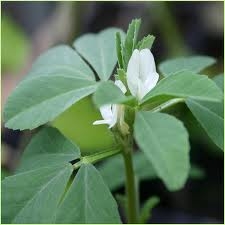 Methi (Trigonella foenum graecum) - пажитник, лікарська рослина